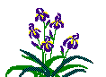 iris.gif (1009 bytes)